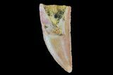 Serrated, Partial Raptor Tooth - Morocco #73297-1